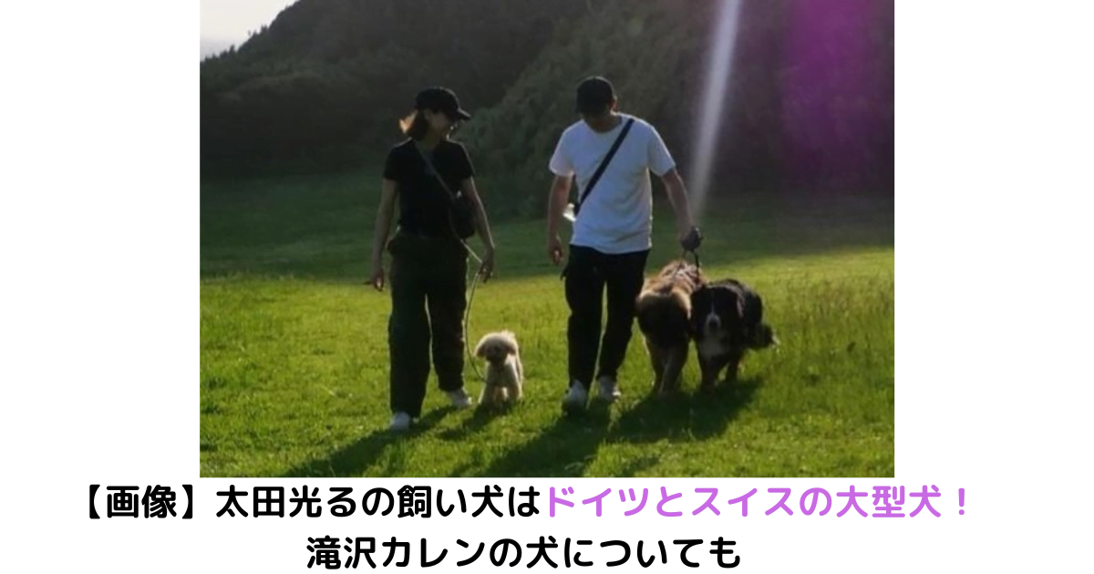 【画像】太田光るはテラハ出身で飼い犬はドイツとスイスの大型犬！