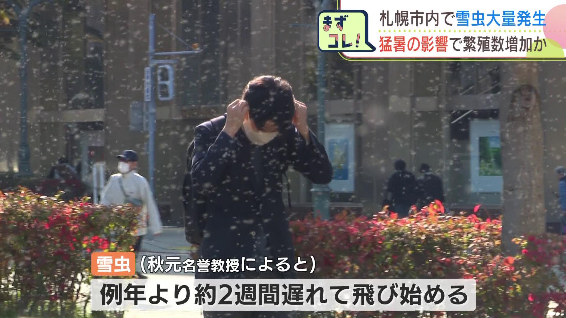気味が悪すぎる！札幌で「雪虫」が大量発生、冬の到来が早まる予兆？